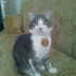 Duman