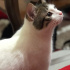 Pamuk