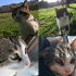 Kittines