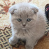 Duman