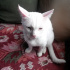 Bulut