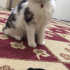 Bulut