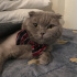 Duman