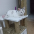 Pamuk