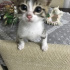 Pamuk