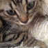 Duman