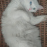 Pamuk