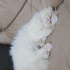 Yumak