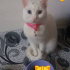 Pamuk