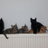 kedi kardeş