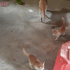 Kedi