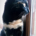 Zeytin
