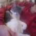 Bulut