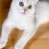 pamuk