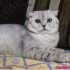 paşa
