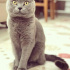 Duman