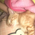 Tarçın