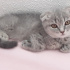 duman