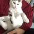 Pamuk