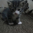 zeytin