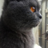 Duman