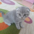 Duman