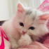 Casper