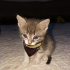Duman