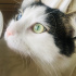 Khajit