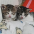 Kedi