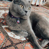 Duman