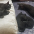 Paşa ve boncuk