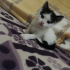Pamuk