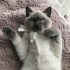 Pamuk