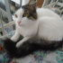 Bulut
