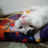 Pamuk