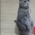Mıcır