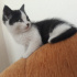 Zeytin