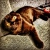 Zeytin