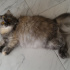 Alin