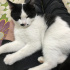 Zeytin