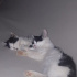 Zeytin