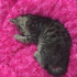 Duman