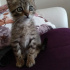 Pamuk