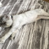 Duman