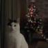 Zeytin