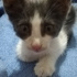 Duman
