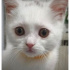Bulut
