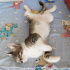 Bulut