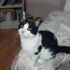 Zeytin